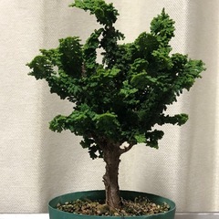 野梅、磯山椒。石火桧、小品盆栽の画像