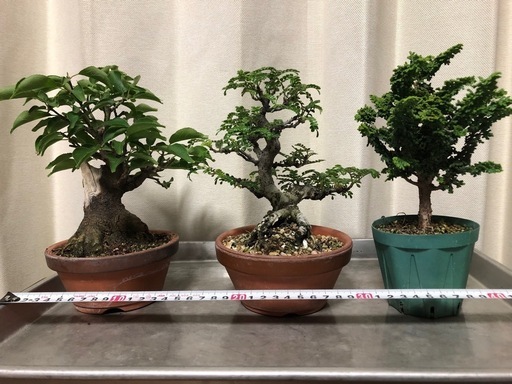 野梅、磯山椒。石火桧、小品盆栽