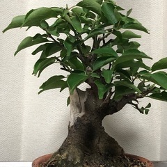 野梅、磯山椒。石火桧、小品盆栽の画像