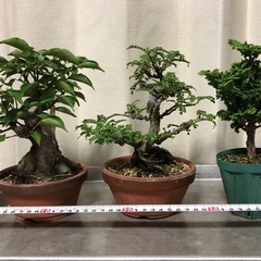 野梅、磯山椒。石火桧、小品盆栽の画像
