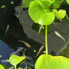 メダカ100匹以上の画像