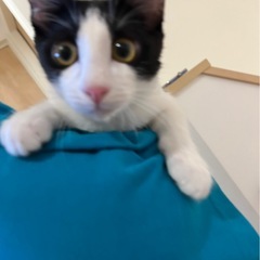 白黒メスちゃん3月12日産まれ
