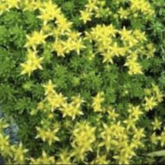 　森村万年草の画像