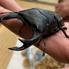 オオクワガタ♂♀ペア【久留米産】の画像