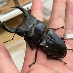 オオクワガタ♂♀ペア【久留米産】の画像