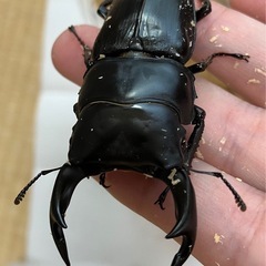 オオクワガタ♂♀ペア【久留米産】の画像