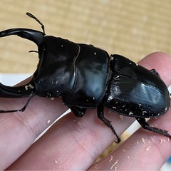 オオクワガタ♂♀ペア【久留米産】の画像