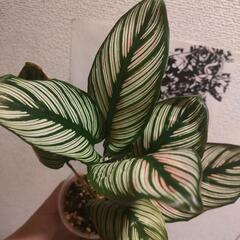 インテリア　観葉植物　カラテア　ホワイトスターの画像