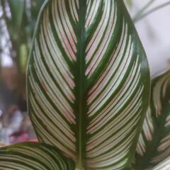 インテリア　観葉植物　カラテア　ホワイトスターの画像