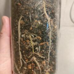 インテリア　観葉植物　カラテア　ホワイトスターの画像