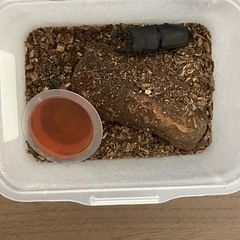 オオクワガタの画像