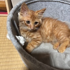 🌴可愛すぎる長毛さんのムース君決定です☺️