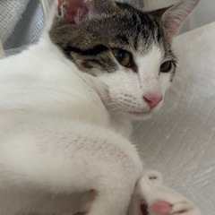 キジ白美猫🐾超可愛い😍動画付き