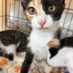 積極的甘えっ子🐾ミケちゃん動画付き