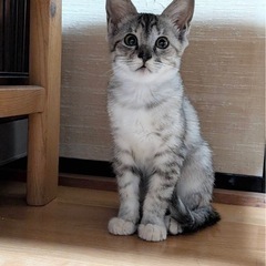 綺麗なサバトラなつみちゃん　お話中