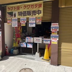 各種昆虫を特価販売します。の画像