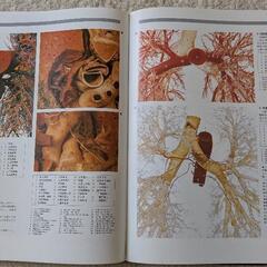 【医療用資料】人体解剖カラーアトラスの画像