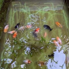自家産中国江戸錦当歳の画像