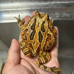 ファンタジーツノガエルの画像