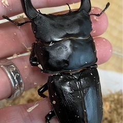 オオクワガタ♂♀ペア【久留米産】の画像