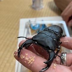 オオクワガタ♂♀ペア【久留米産】の画像