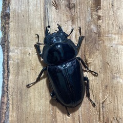 オオクワガタ83ミリ♂♀の画像
