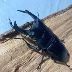 オオクワガタ83ミリ♂♀の画像