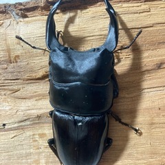 オオクワガタ83ミリ♂♀の画像