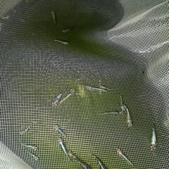 ★めだか〜レックウザ　稚魚〜幼魚15匹の画像