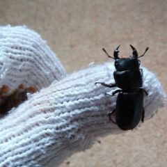 ムシモンオオクワガタ、オス1匹(+300円で+メス1匹)の画像