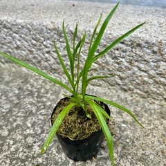 さぎ草の画像