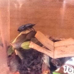 ムシモンオオクワガタ、オス1匹(+300円で+メス1匹)の画像