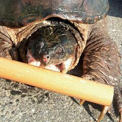 93.日淡・ガサガサ採集、フィッシングメンバー募集のお知らせ　(...