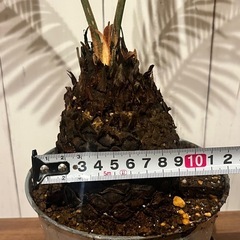 P0803701A 蘇鉄 ソテツ 観葉植物 鉢植え 裸子植物 庭 ガーデニング 植物 インテリア DIY ガレージ の画像