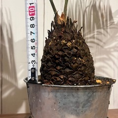 P0803701A 蘇鉄 ソテツ 観葉植物 鉢植え 裸子植物 庭 ガーデニング 植物 インテリア DIY ガレージ の画像