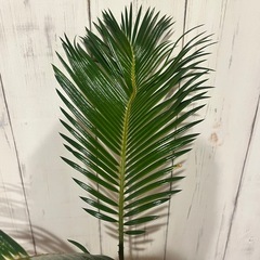 P0803701A 蘇鉄 ソテツ 観葉植物 鉢植え 裸子植物 庭 ガーデニング 植物 インテリア DIY ガレージ の画像