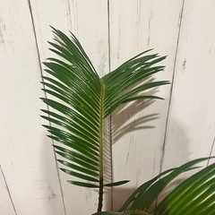 P0803701A 蘇鉄 ソテツ 観葉植物 鉢植え 裸子植物 庭 ガーデニング 植物 インテリア DIY ガレージ の画像