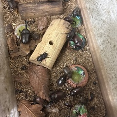 カブトムシの画像