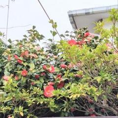 庭の椿　濃いめのピンクの花　鉢付きでの画像