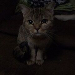 メングル仲間募集