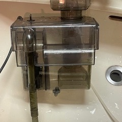 海道河童大の画像