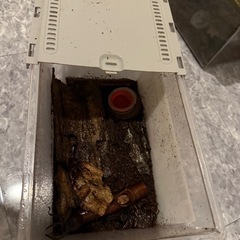 クワガタ　カブトムシ　ケースごとの画像