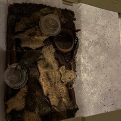 クワガタ　カブトムシ　ケースごとの画像