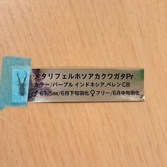 ①メタリフェルホソアカクワガタペア　パープルの画像