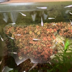 【メダカ】紅ほっぺ 稚魚5匹 　500円　の画像