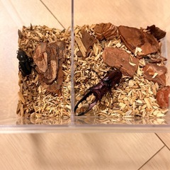 ①メタリフェルホソアカクワガタペア　パープルの画像