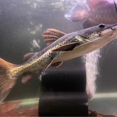 熱帯魚(ﾀｲｶﾞｰｼｮﾍﾞﾙﾉｰｽﾞｷｬｯﾄ)の画像