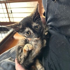 困った眉毛のかわいい子