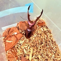 ①メタリフェルホソアカクワガタペア　パープルの画像