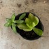 ランキングキーワードに紐づく投稿画像-多肉植物
